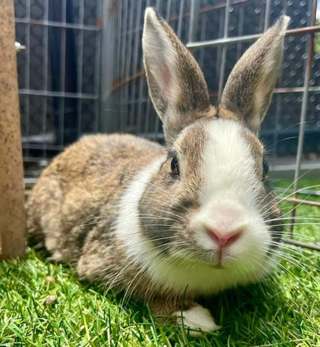BENSON