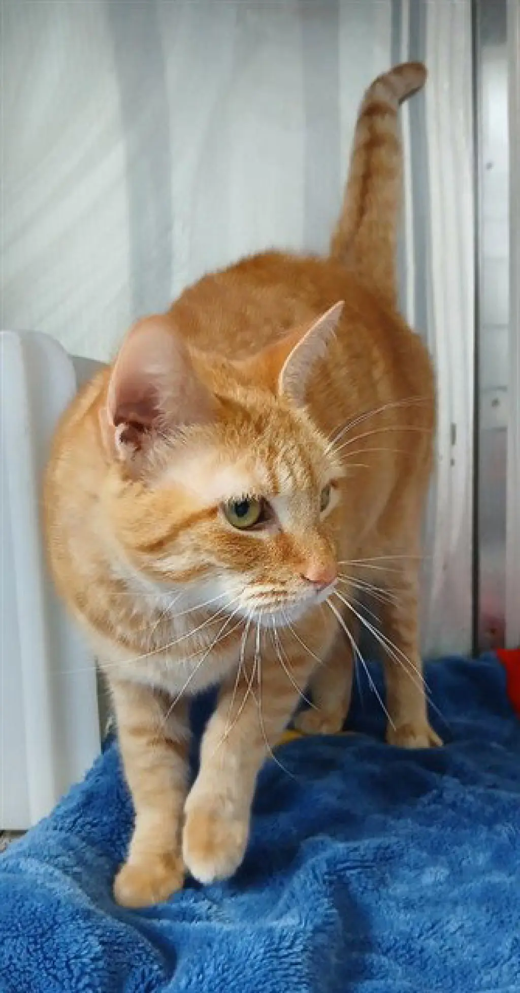 ORANGE CAT