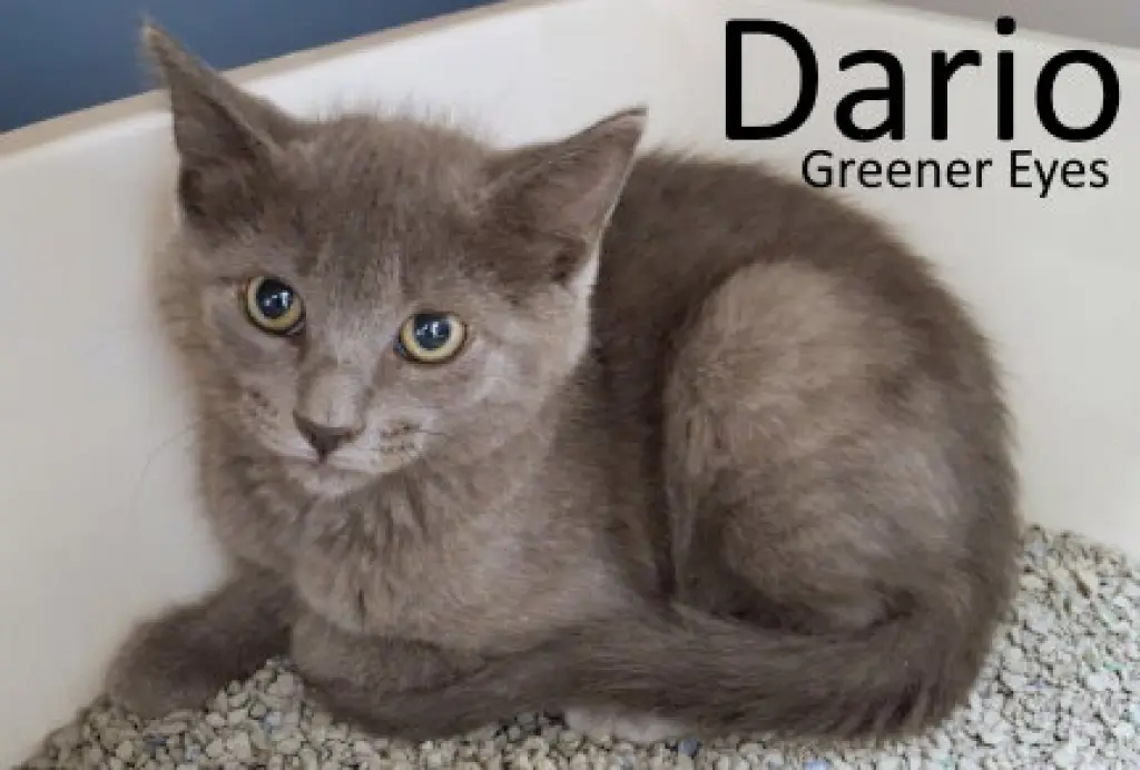 Dario