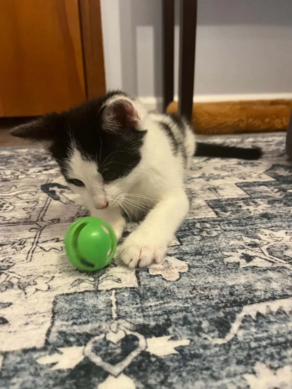Elliott (Kitty)