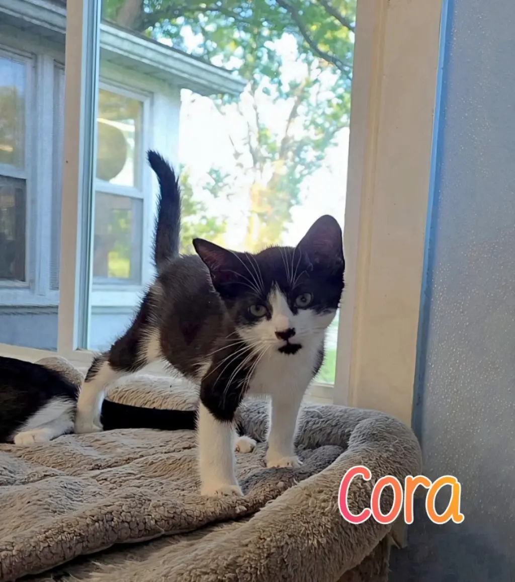 Cora
