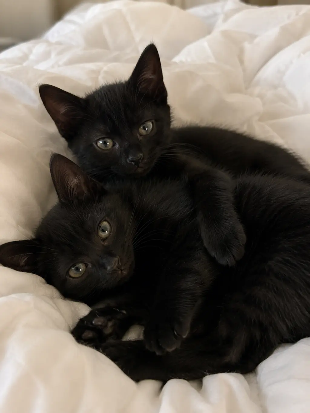 Teddy & Bear