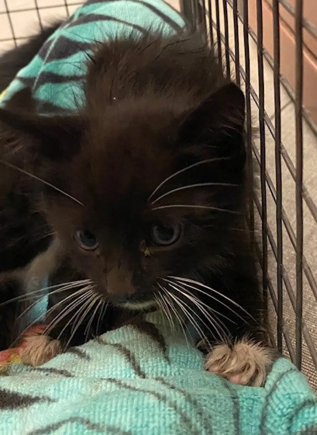 WHISKERFACE