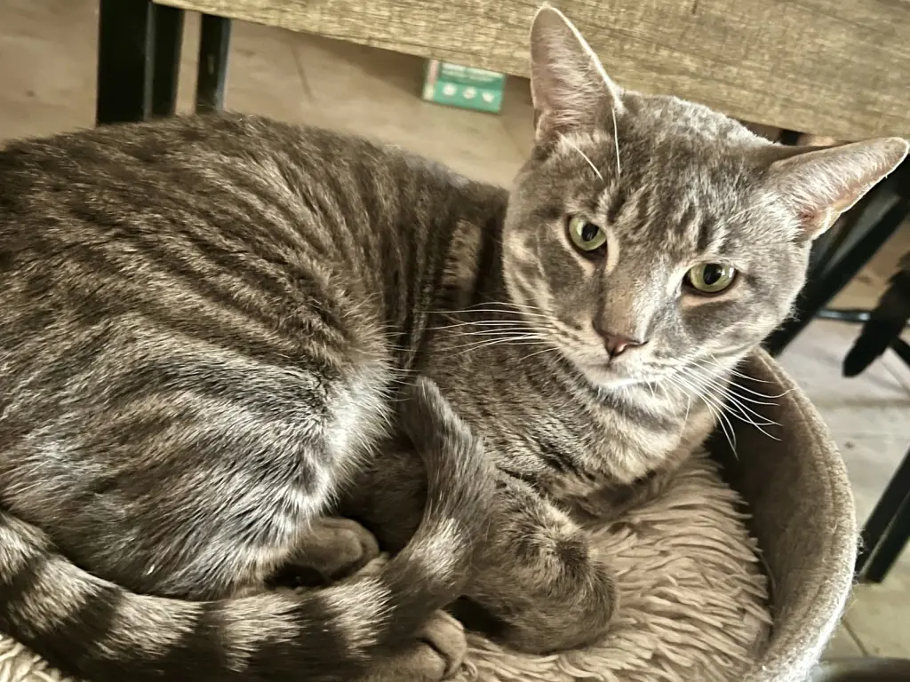 Dexter (FIV+)