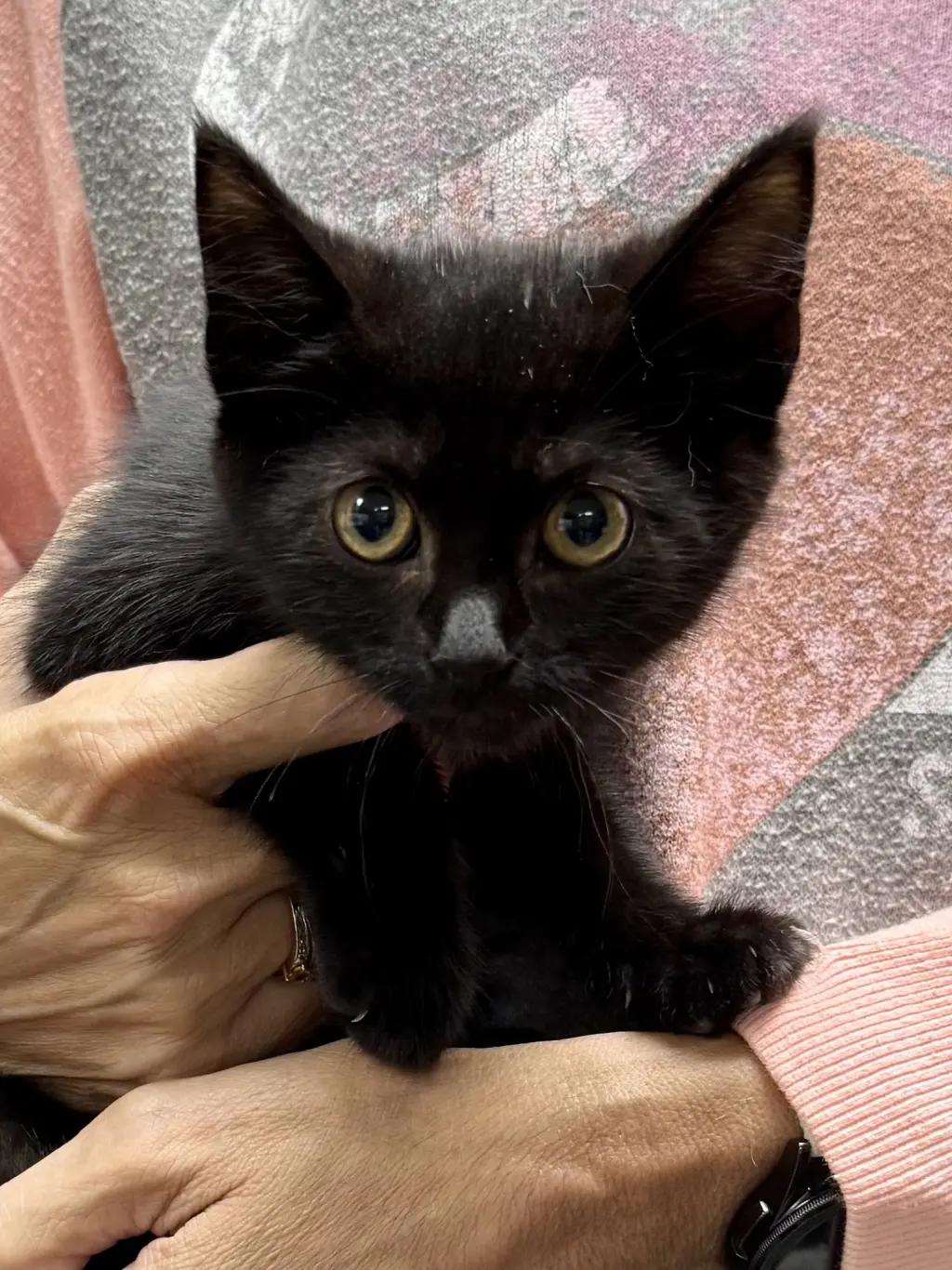 CAT - Ruby