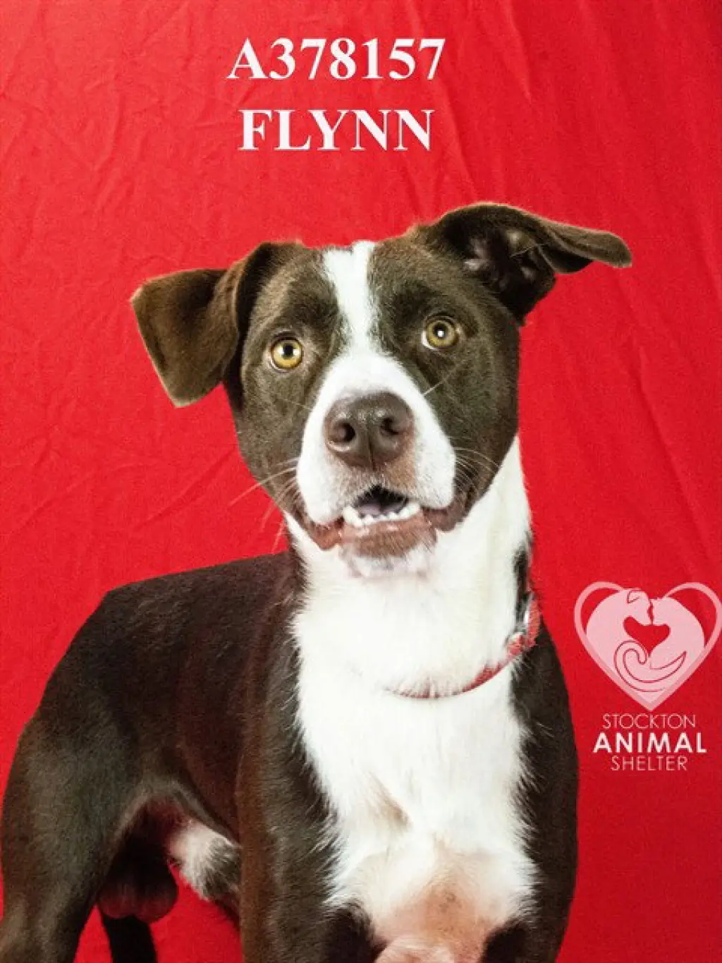 FLYNN