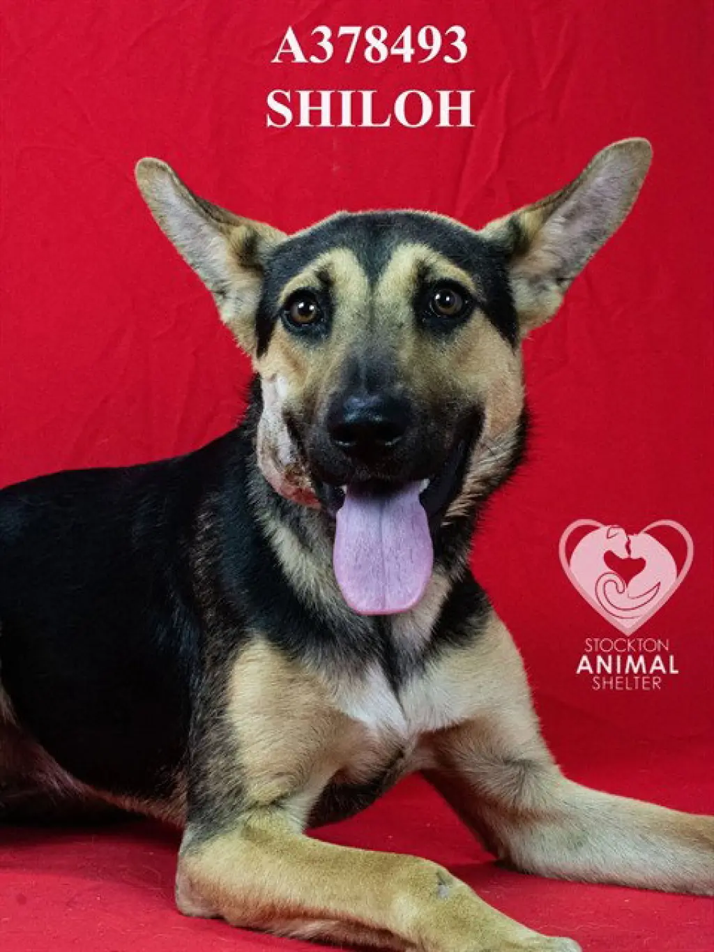 SHILOH