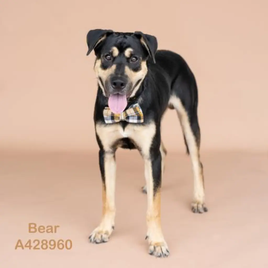 BEAR