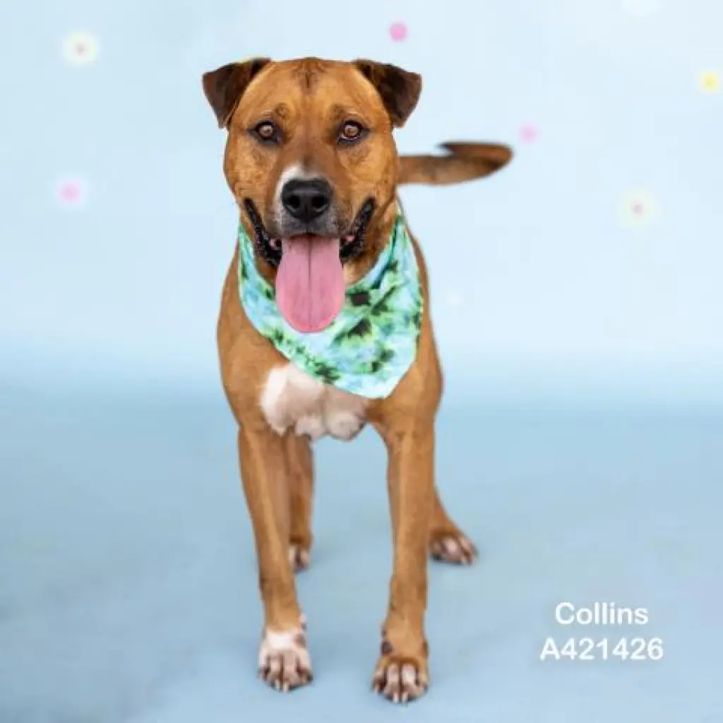 COLLINS