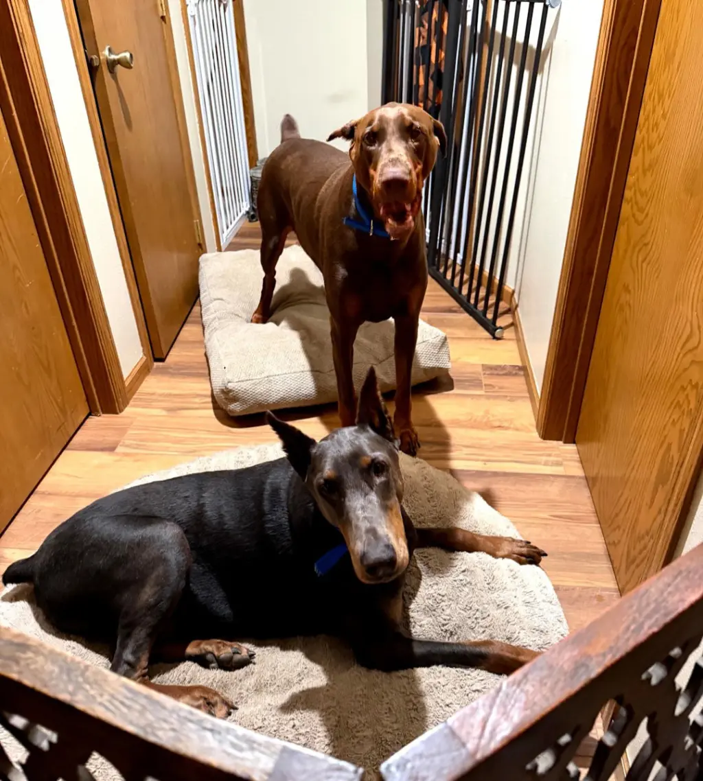 Rue adoption pending!