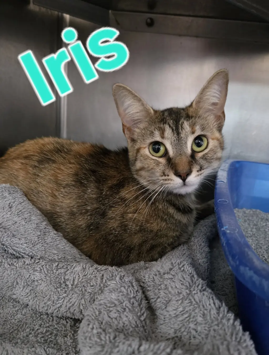 Iris