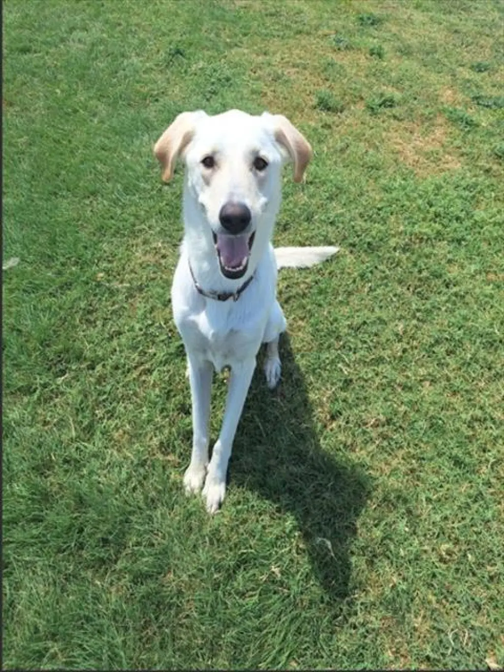 NELLIE