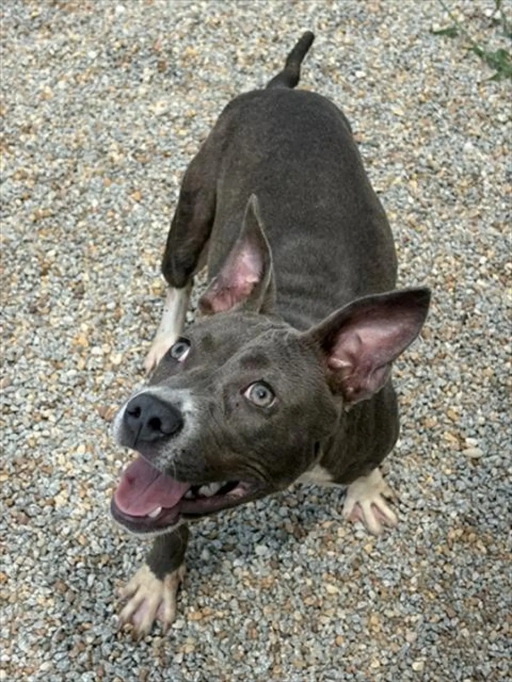 VIRGINIA WOOF