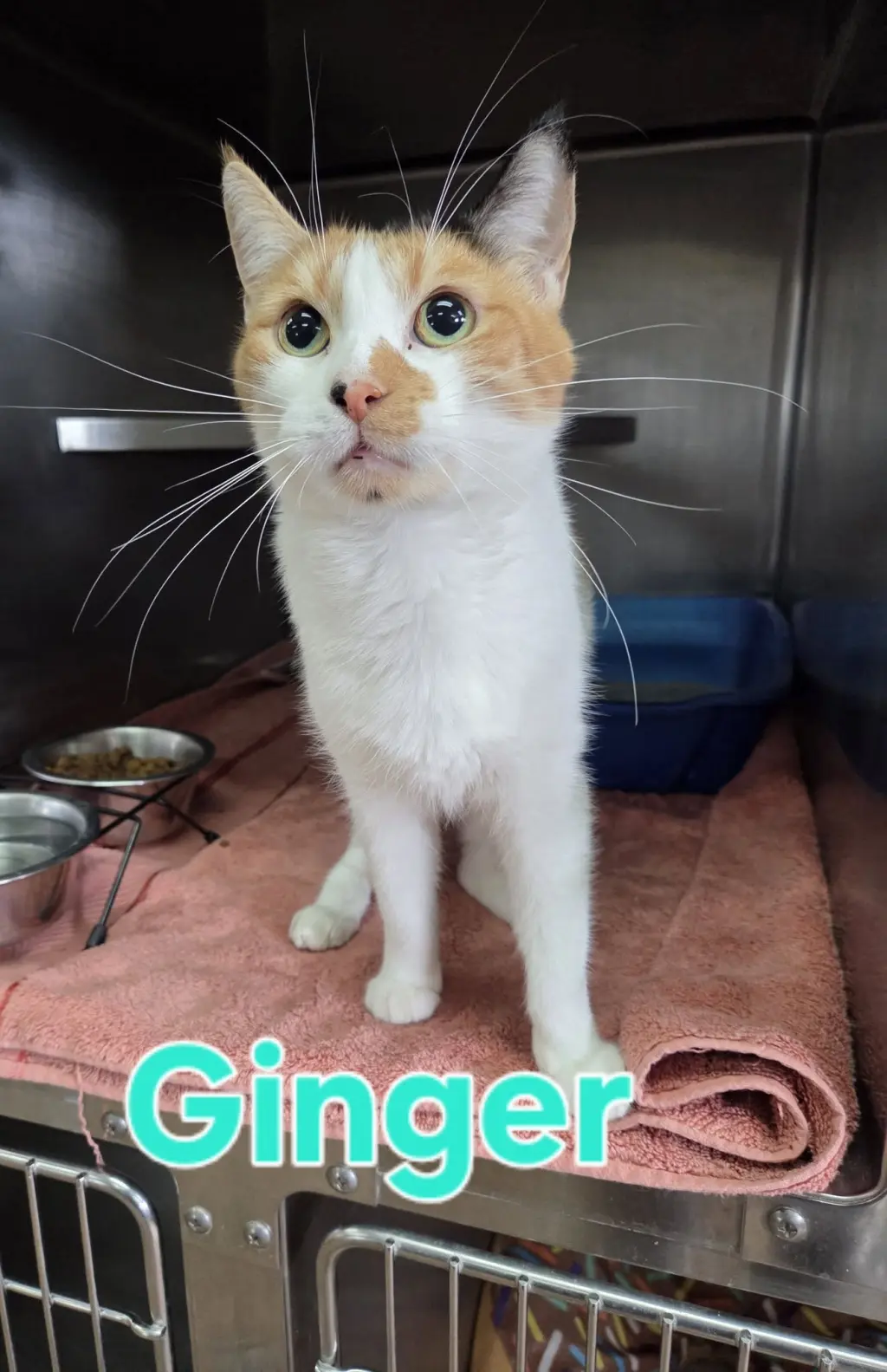 Ginger