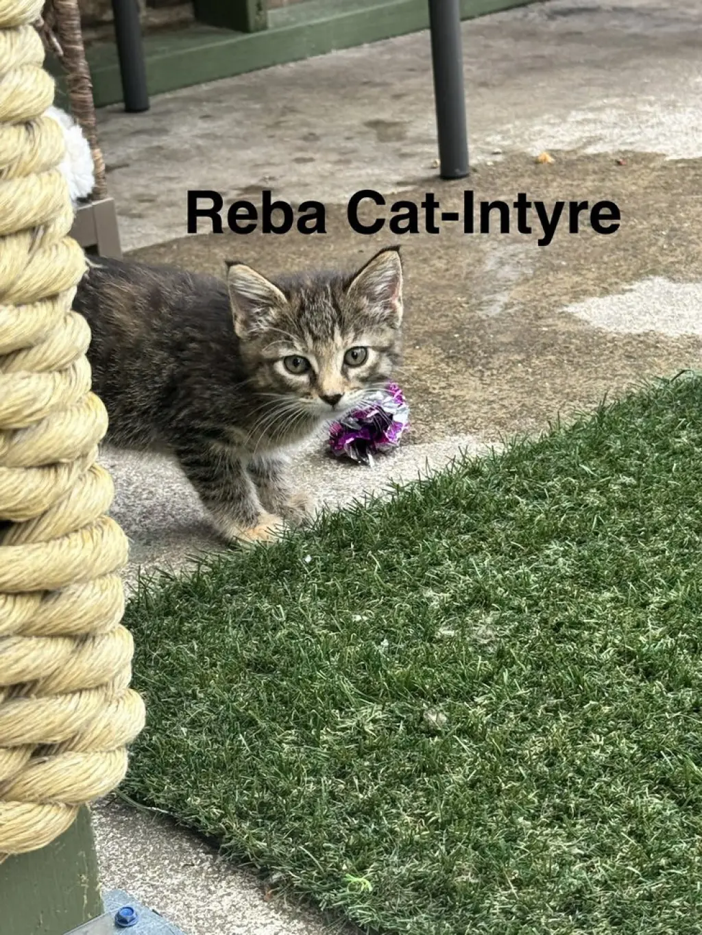 Reba Cat-Intyre
