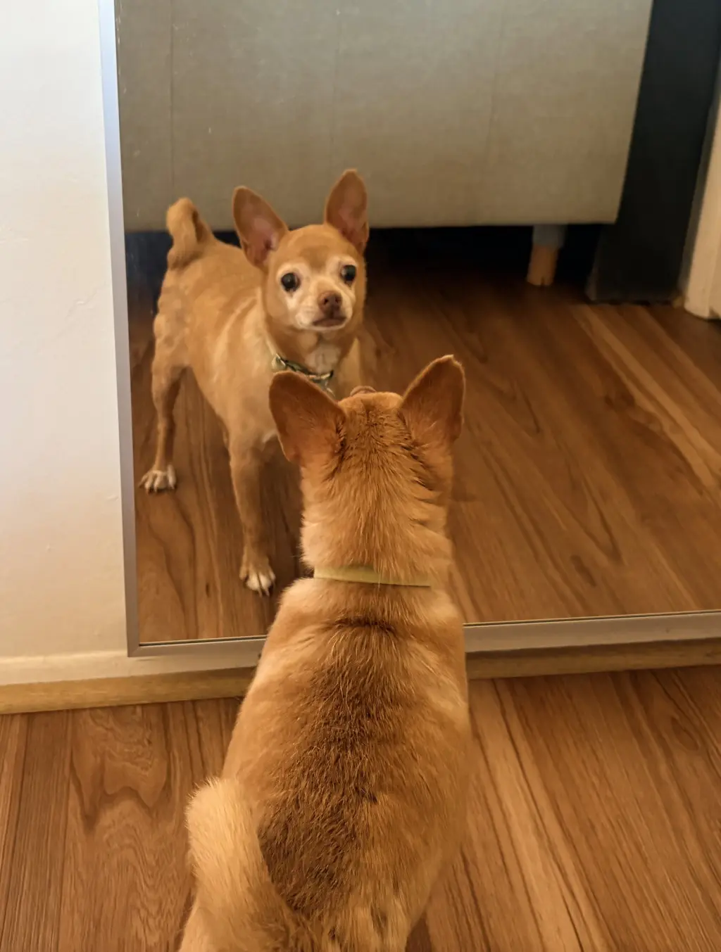 Chewy