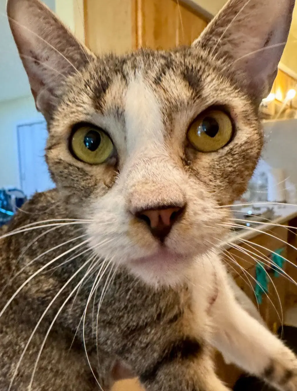Frankie "Coquito