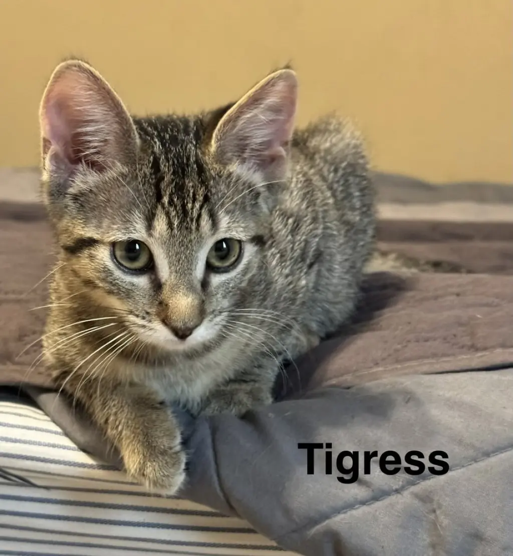 Tigress