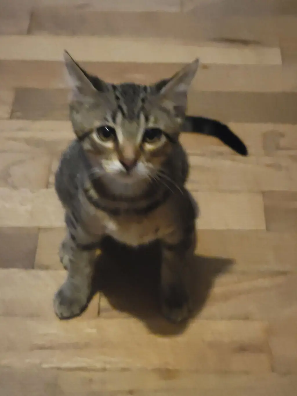 Atlas