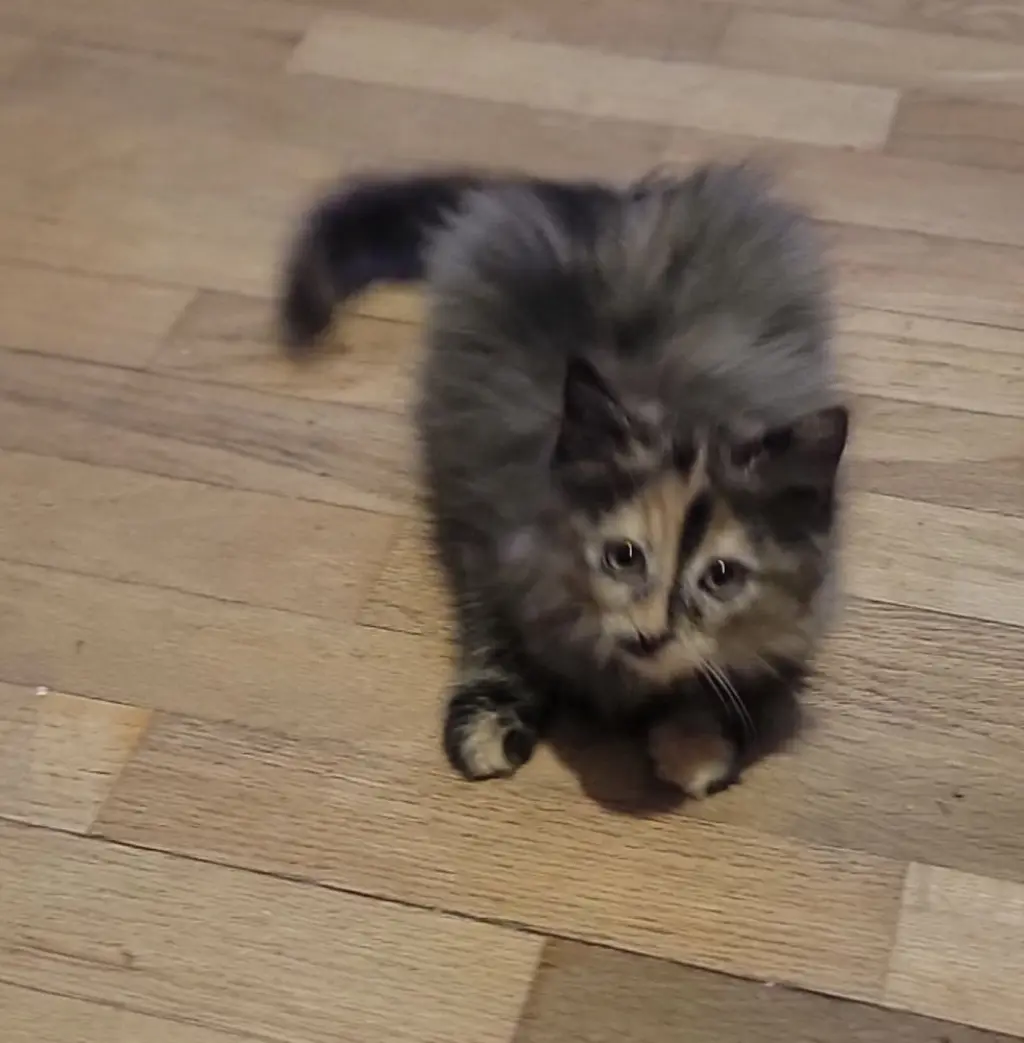 Bella