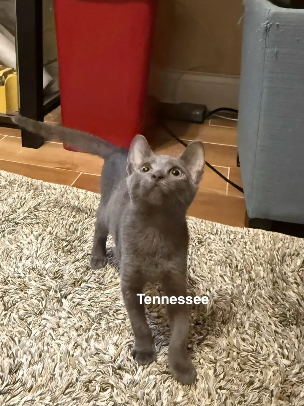 Tennessee (1855)