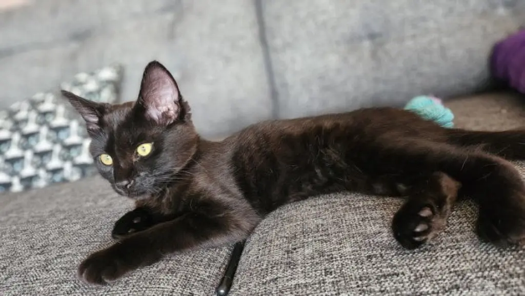 *ZORRO