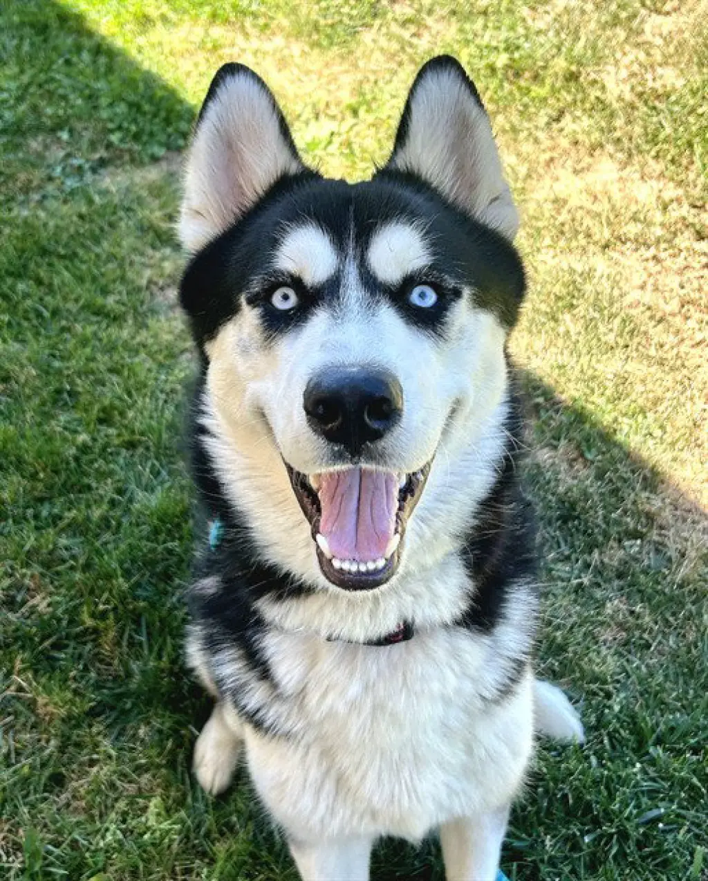 *NANOOK