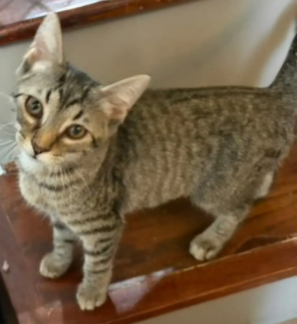 KITTEN CLAIRE