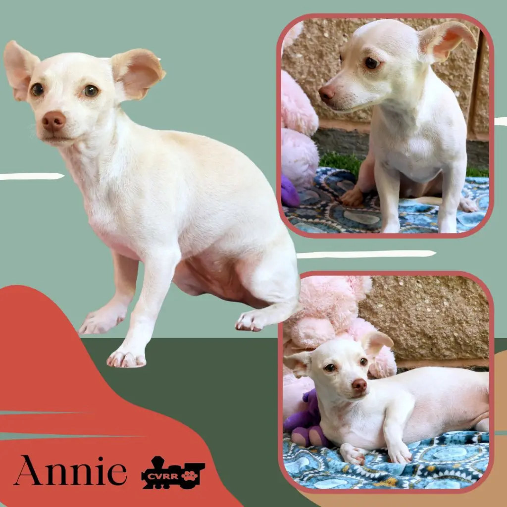 Annie (Puppy)