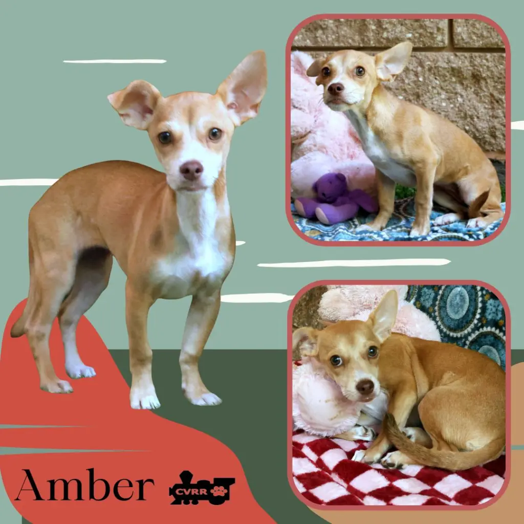 Amber (Puppy)