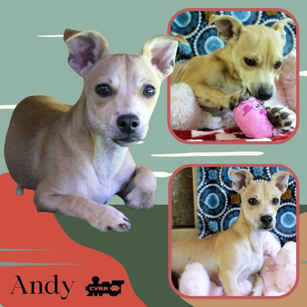 Andy (Puppy)