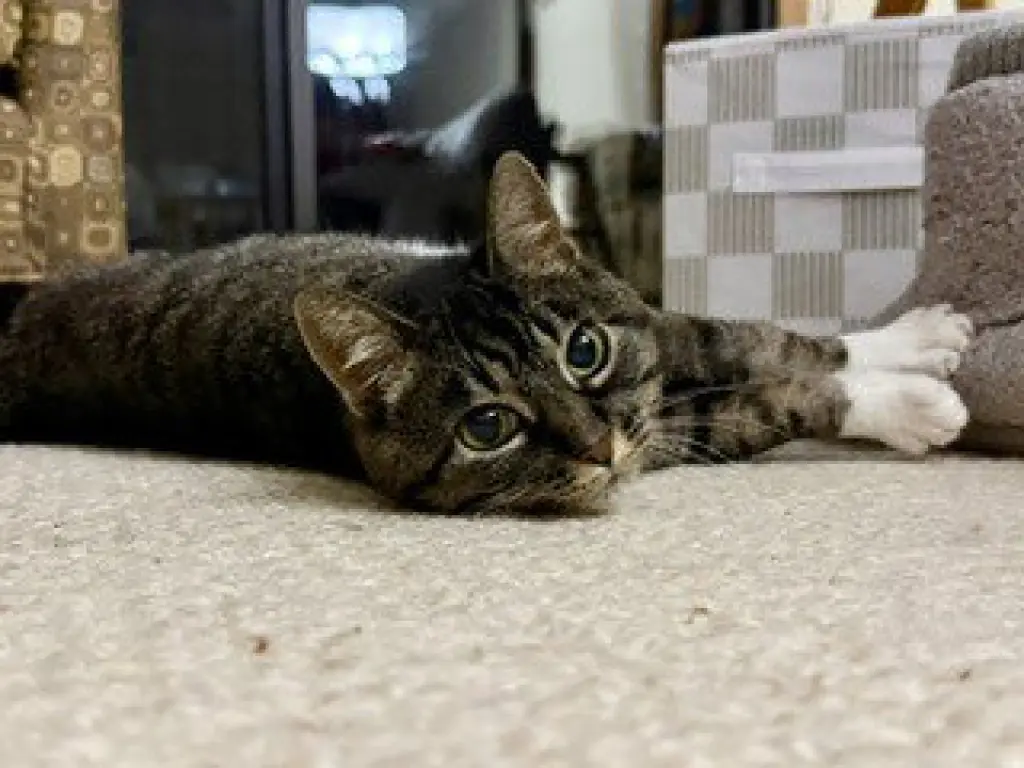 Gigi