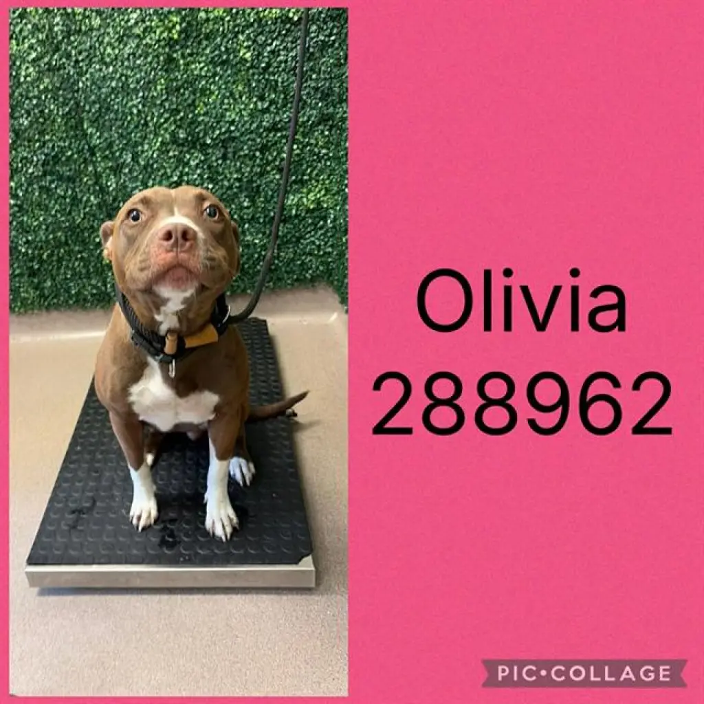 OLIVIA