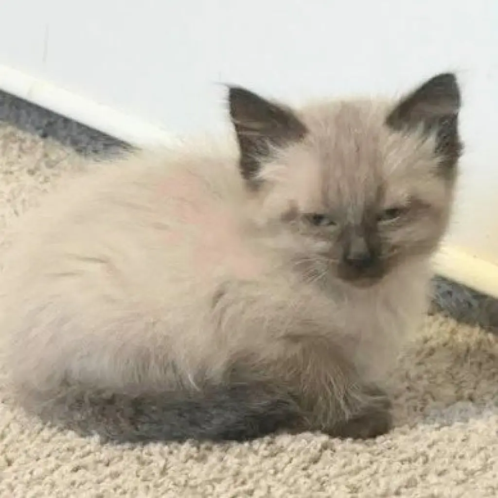 Harriet