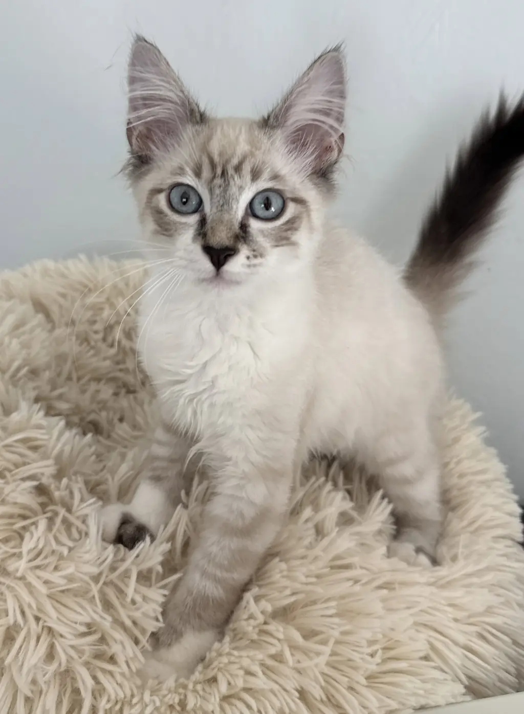 Bunnelby (bonded w/ Diggersby)