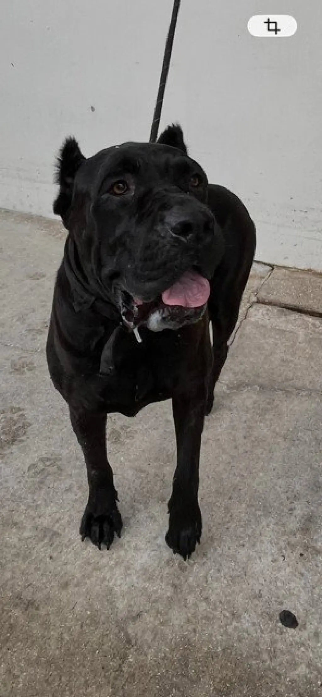 XENA
