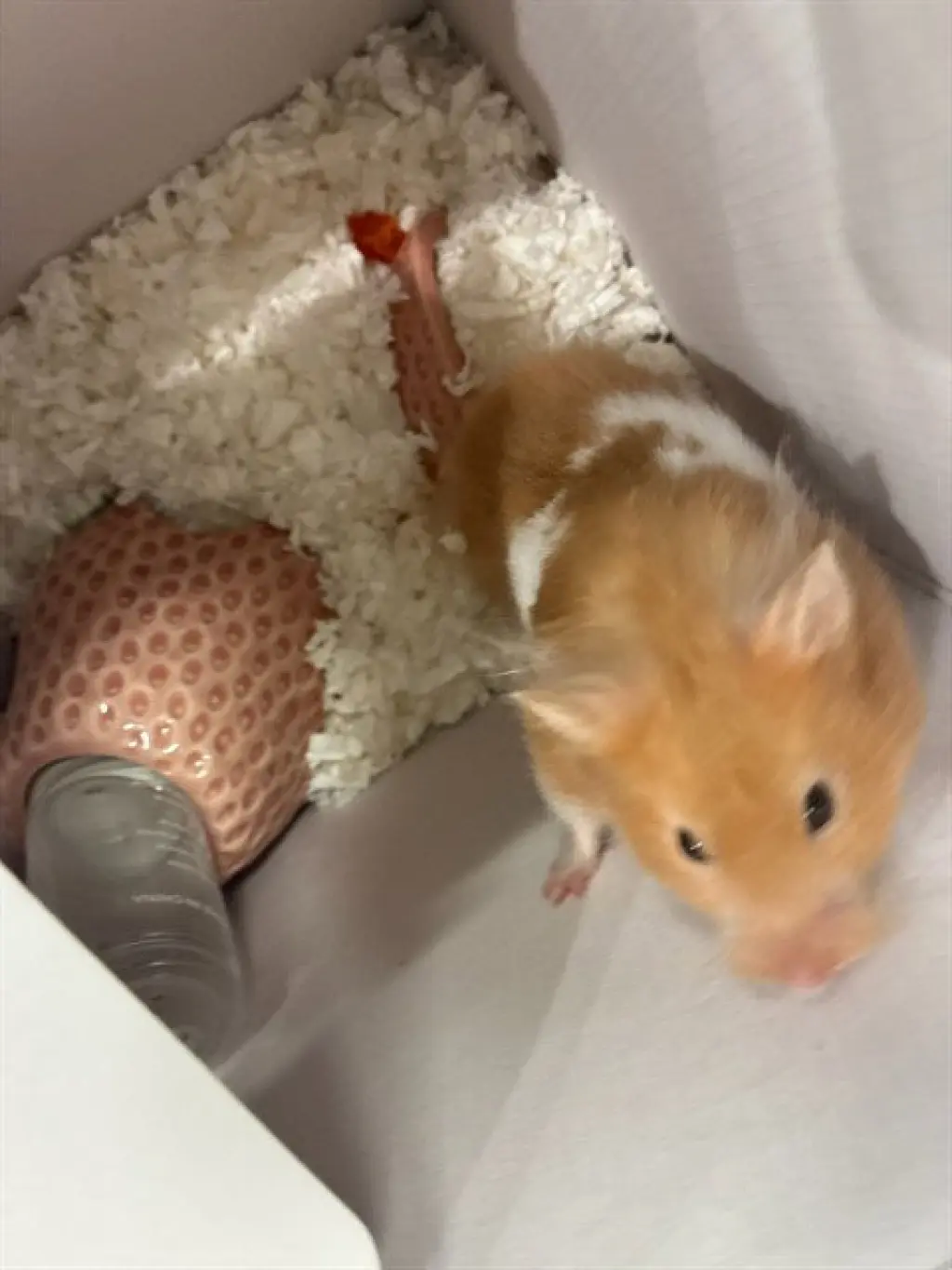 PRINCESA