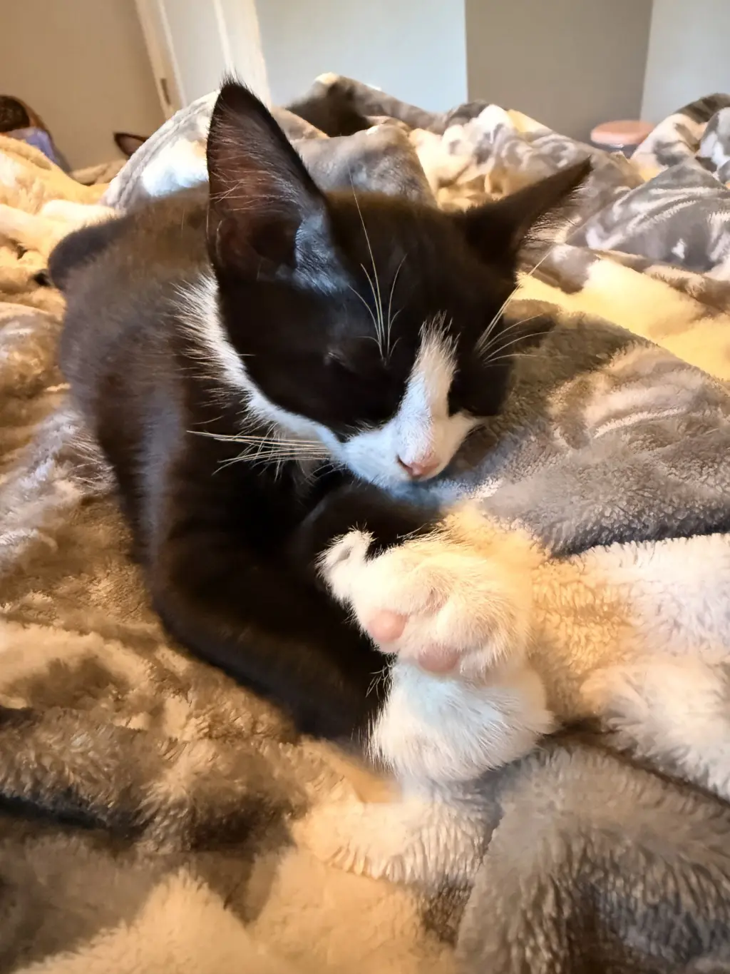 Skye's Koch KITTEN