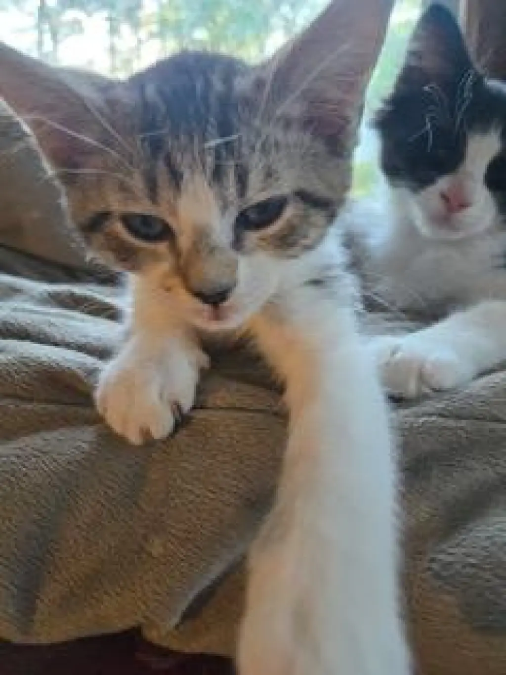 KITTEN PIXIE LOVE