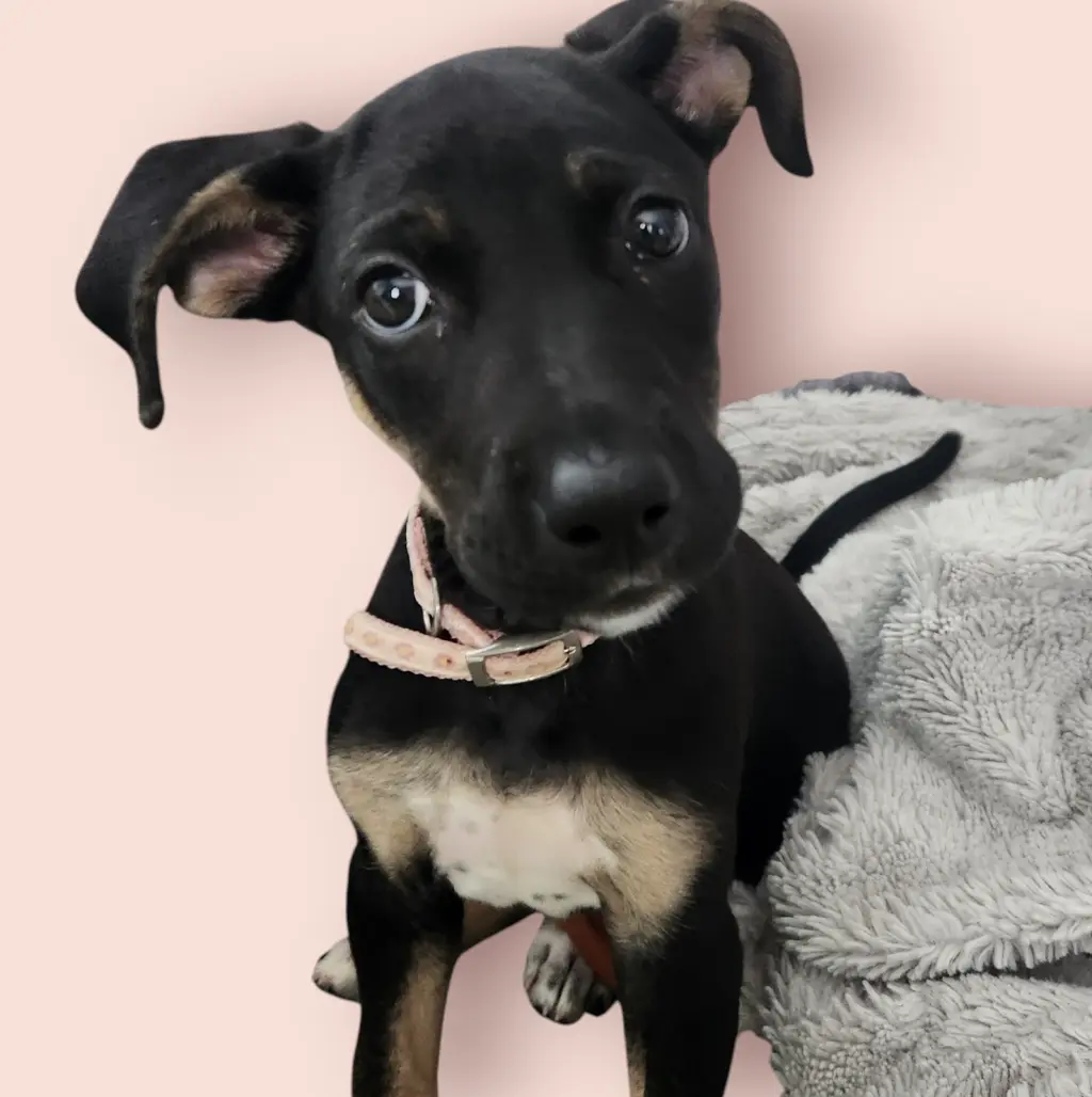 SAM