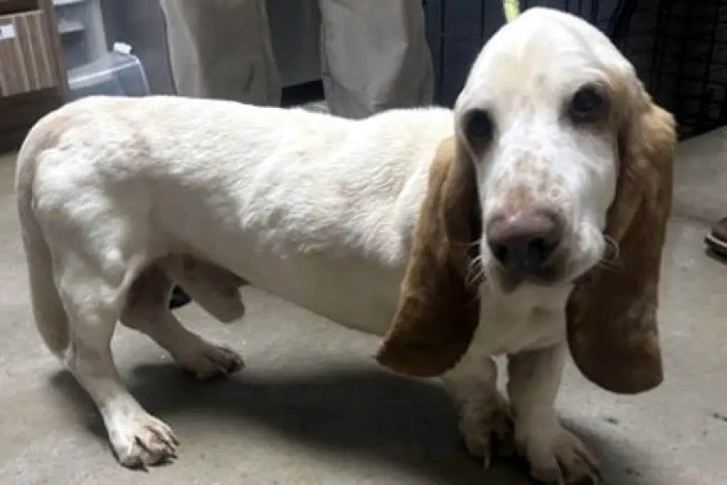 SLINKY - ADOPTION PENDING!