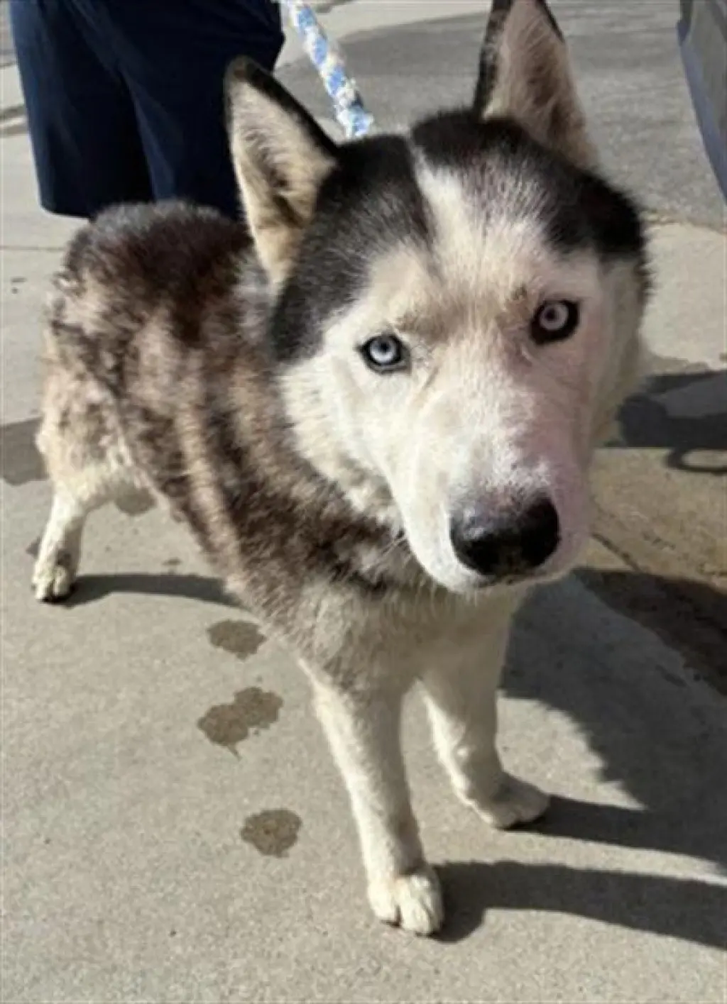 NANOOK