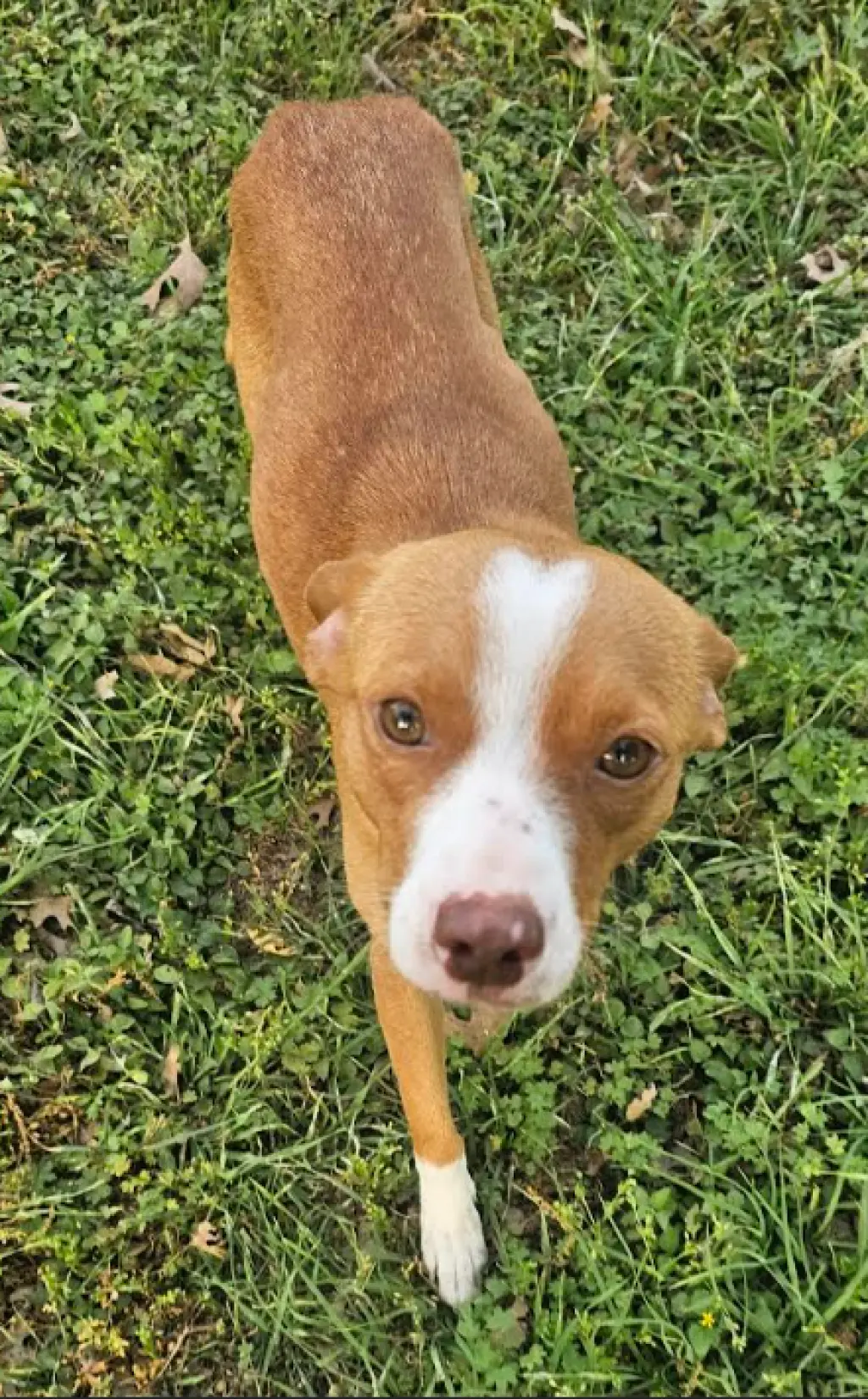 Trixie in TX