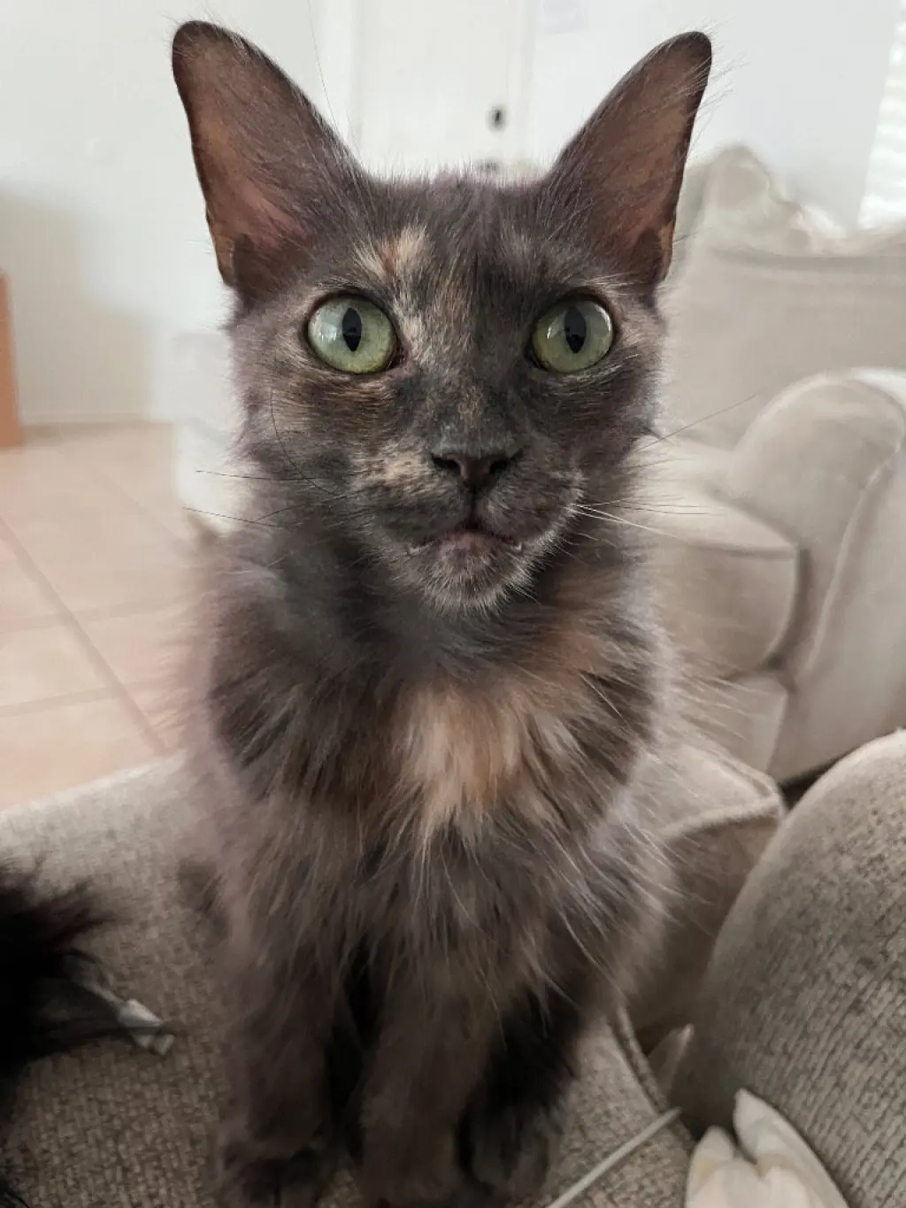 Pixie