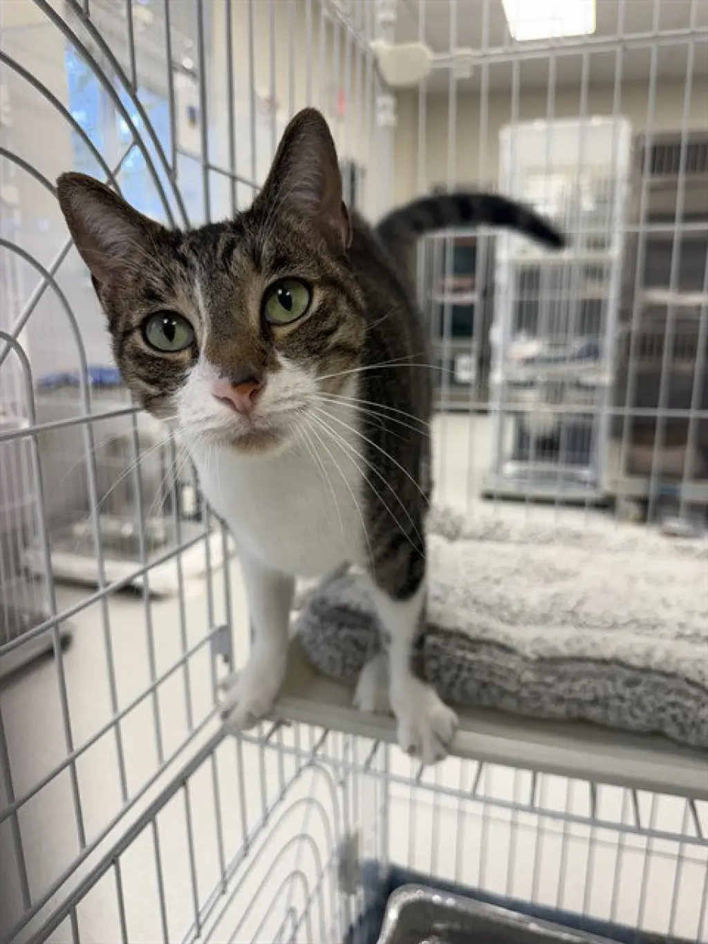 PAISLEY