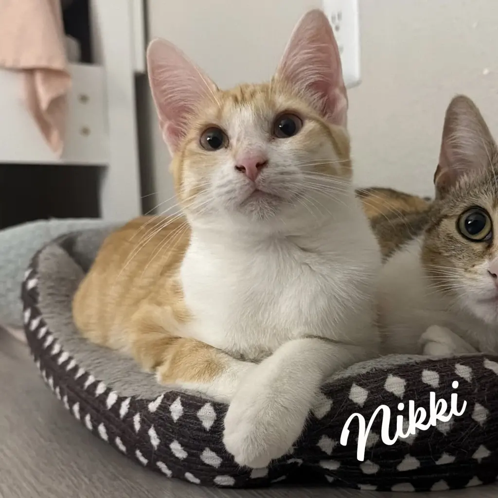Nikki #sister-of-Lulu