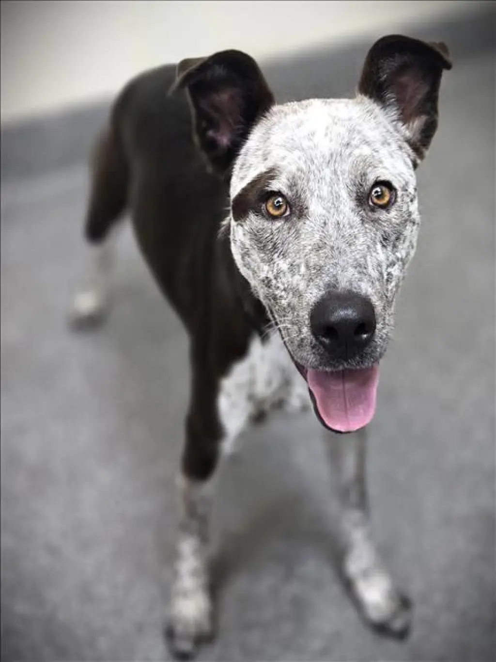 MAGGIE