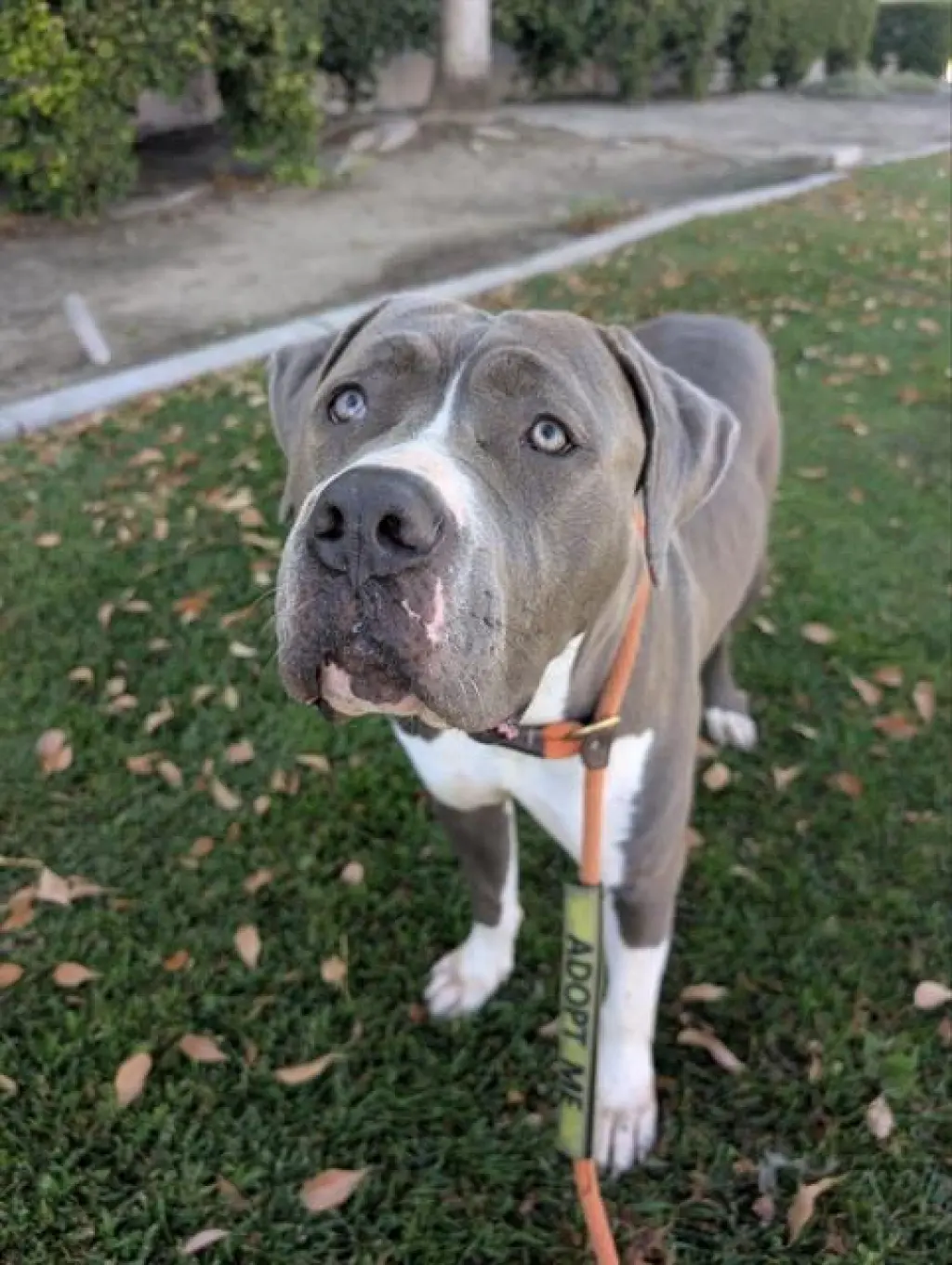 LILLY- IN FOSTER