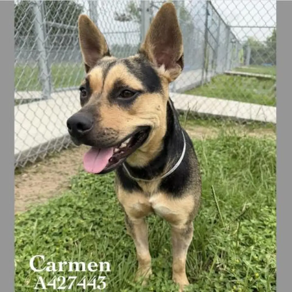 CARMEN