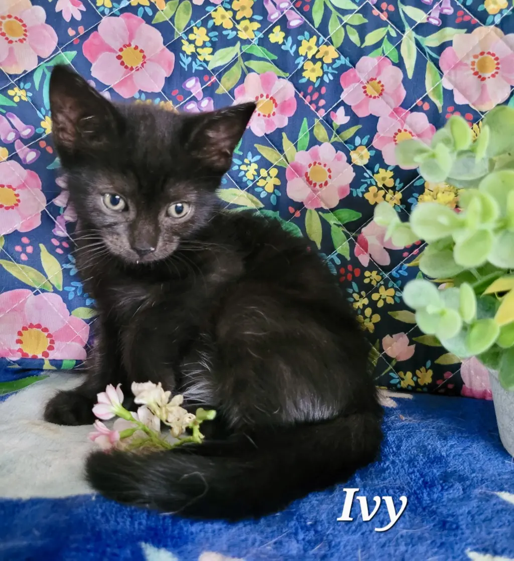 Ivy